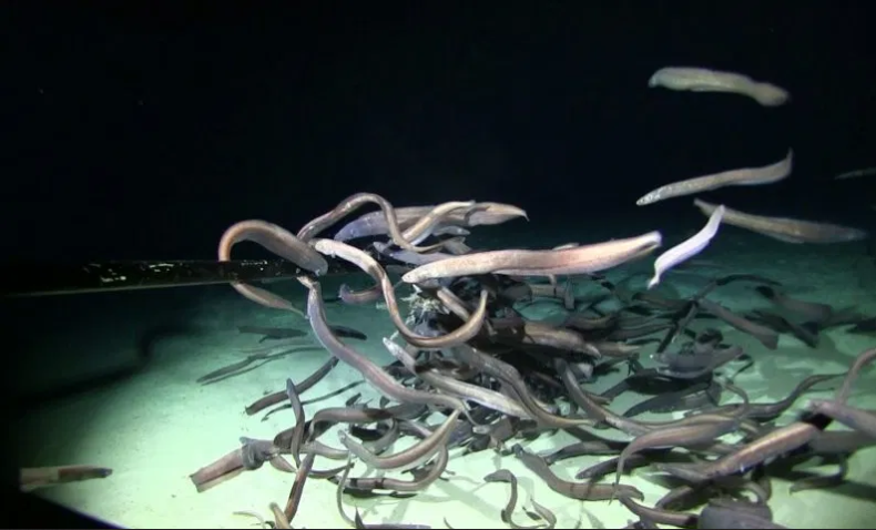 Największe skupisko ryb, jakie kiedykolwiek zarejestrowano w głębinach [wideo] - GospodarkaMorska.pl