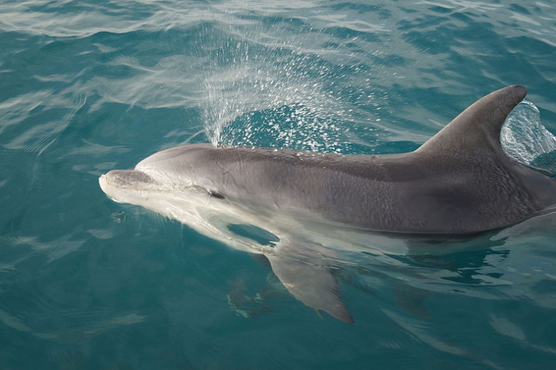 Delfiny butlonose potrafią kontrolować swoje tętno, by uniknąć choroby dekompresyjnej - GospodarkaMorska.pl