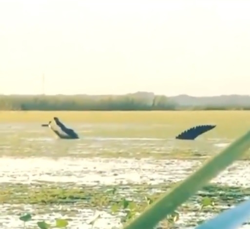 Powrót dinozaurów na Florydzie? Zobacz niezwykłe nagranie (wideo) - GospodarkaMorska.pl