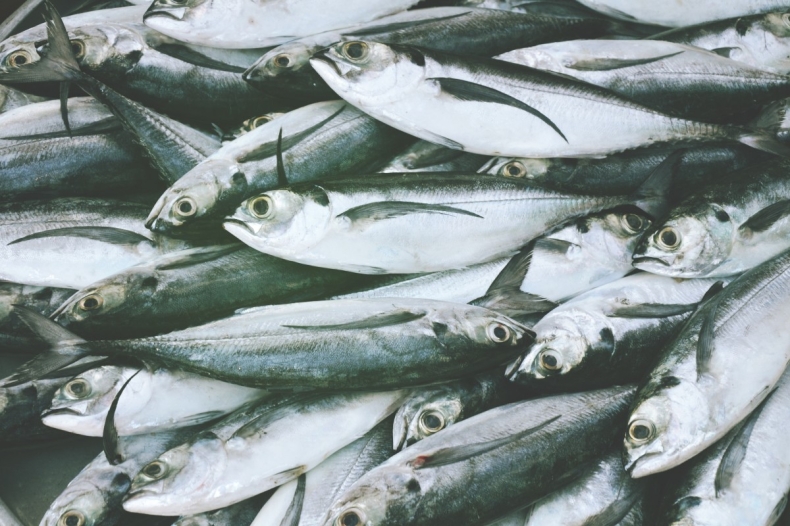 Zawieszenie certyfikatu MSC dla połowów śledzia atlantycko-skandynawskiego oraz błękitka  - GospodarkaMorska.pl