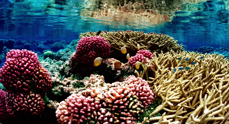 Koralowce, budowniczowie raf, są sprytniejsze niż sądzono - GospodarkaMorska.pl