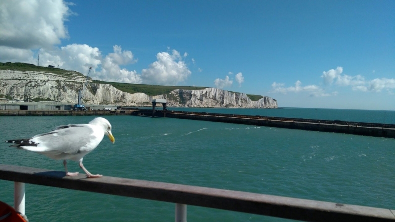 Pływaczka Bednarek: kanał La Manche jak Mount Everest - GospodarkaMorska.pl