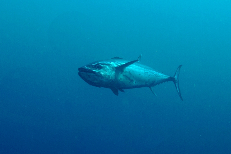 MSC wzywa do porozumienia w sprawie zarządzania stadami tuńczyka na Wschodnim Pacyfiku - GospodarkaMorska.pl