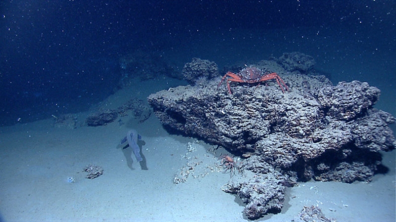 Autonomiczne roboty odkrywają dziwny świat morskiego śniegu - GospodarkaMorska.pl