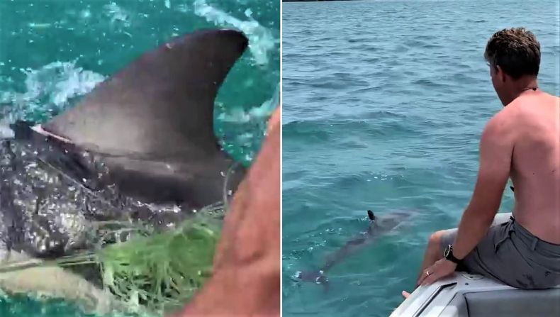 Żeglarz uratował młodego delfina, zaplątanego w żyłkę wędkarską [wideo] - GospodarkaMorska.pl