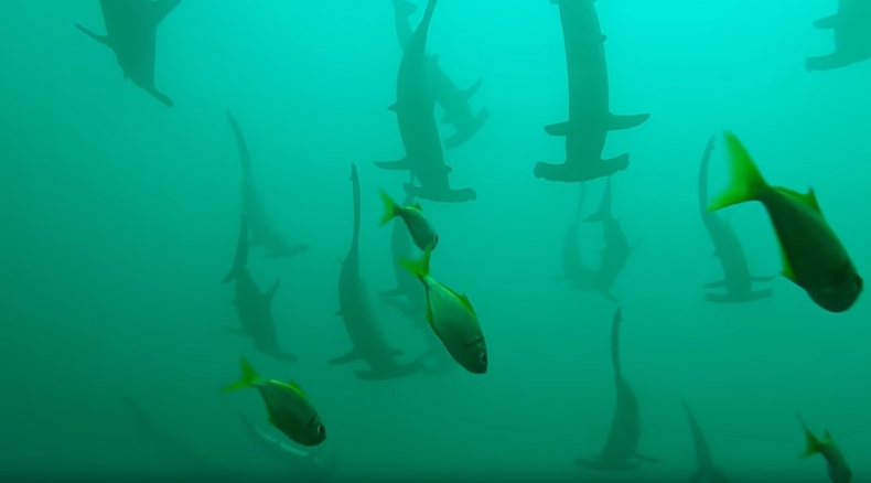 Nurkowanie w towarzystwie rekinów młotów [wideo] - GospodarkaMorska.pl