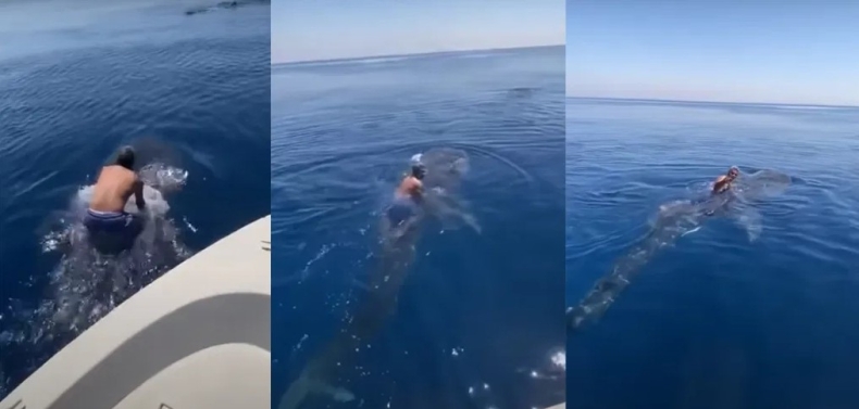 Surfing na grzbiecie rekinia wielorybiego, czy rodeo z żarłaczem?  - GospodarkaMorska.pl