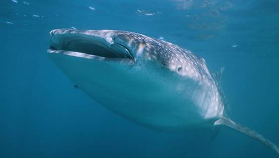 Technologia NASA pomaga ratować największego rekina na świecie - GospodarkaMorska.pl