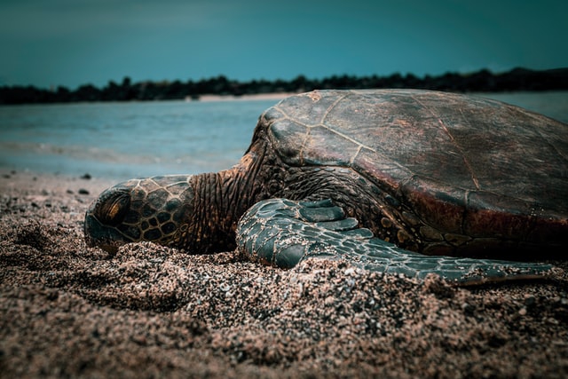 USA: Teksańczycy ratują przed zimnem tysiące żółwi morskich - GospodarkaMorska.pl