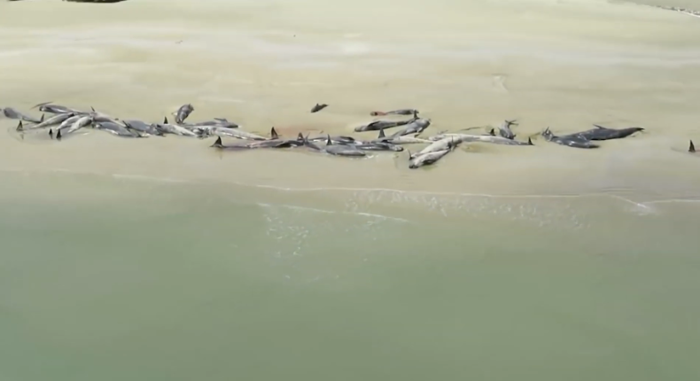 49 waleni utknęło na plaży na Wyspie Południowej - GospodarkaMorska.pl