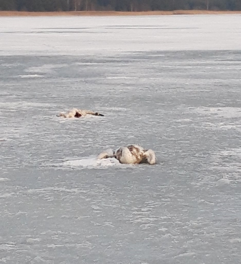 Poseł Płażyński interweniuje w sprawie martwych ptaków nad Zatoką Pucką - GospodarkaMorska.pl