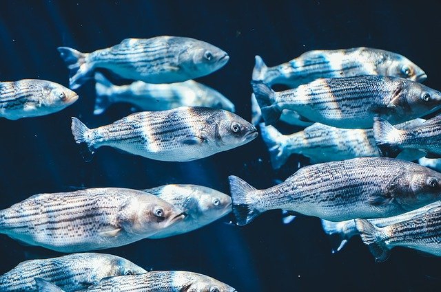 Raport: nadal zbyt dużo ryb jest odławianych - GospodarkaMorska.pl