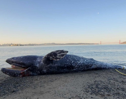 Kolejne martwe wieloryby na kalifornijskich plażach - GospodarkaMorska.pl