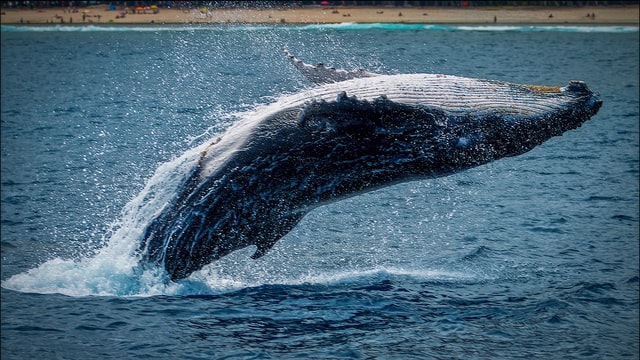 Szwecja: Władze ostrzegają gapiów przed wybuchem martwego wieloryba - GospodarkaMorska.pl