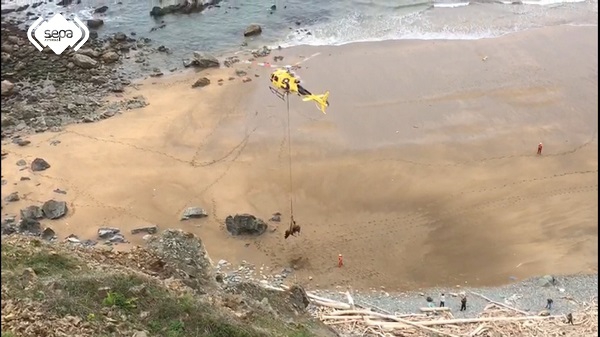 Hiszpania: Akcja ratunkowa na plaży - śmigłowiec zabrał ważącego tonę byka - GospodarkaMorska.pl