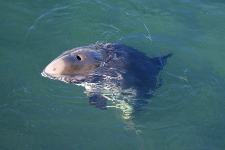 Uratujmy zagrożone wyginięciem bałtyckie morświny!  - GospodarkaMorska.pl