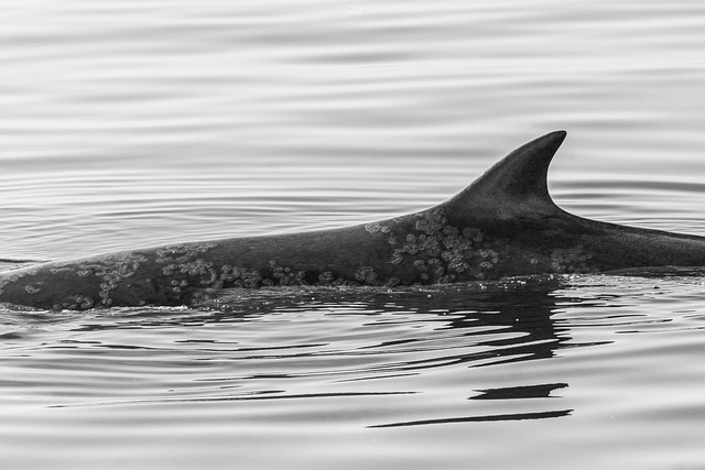 Hiszpania: Zabłąkany wieloryb Wally pojawił się u wybrzeży Majorki - GospodarkaMorska.pl