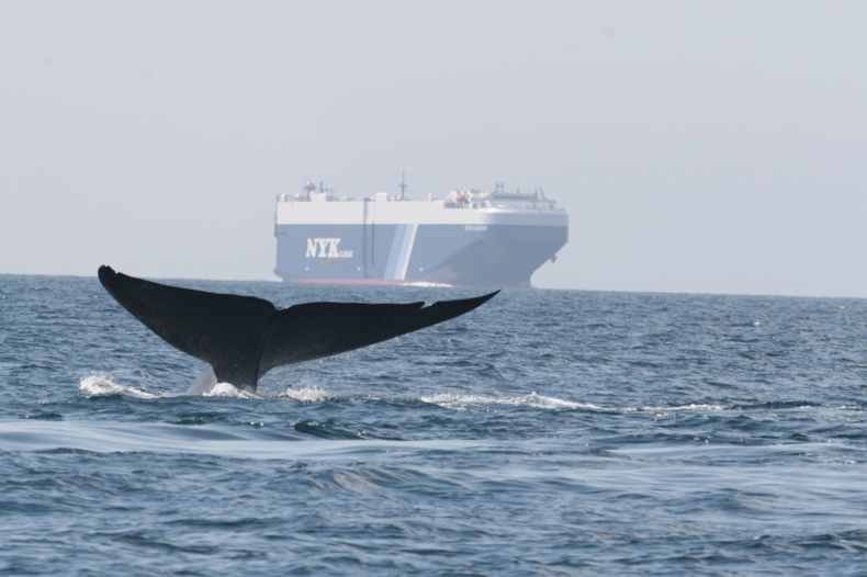 Globalne linie będą żeglowały wolniej u wybrzeży Kalifornii. Ma to pomóc w ratowaniu płetwali błękitnych - GospodarkaMorska.pl