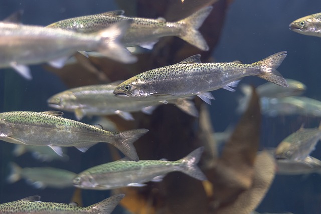 Ekolodzy: światowe spożycie ryb wzrosło w ciągu ostatnich 30 lat o ponad 120 proc. - GospodarkaMorska.pl