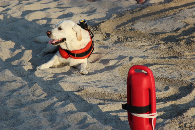 Trzy psy uratowały w morzu 14 osób w Morzu Tyrreńskim - GospodarkaMorska.pl