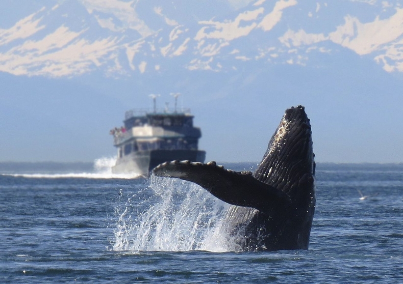 Martwy waleń przyczepiony do dziobu statku - GospodarkaMorska.pl
