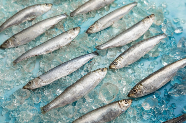 Kołobrzeska Grupa Producentów Ryb otrzymała certyfikat MSC na szprota - GospodarkaMorska.pl