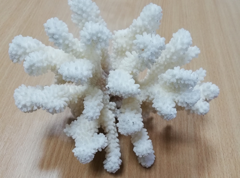 Funkcjonariusze znaleźli szkielet koralowca na statku - GospodarkaMorska.pl