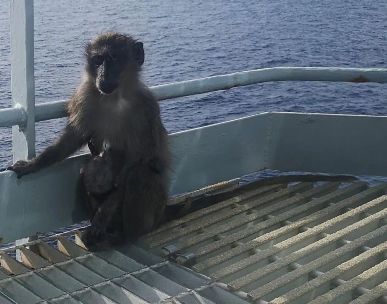 Royal Navy w pogoni za małpami - GospodarkaMorska.pl