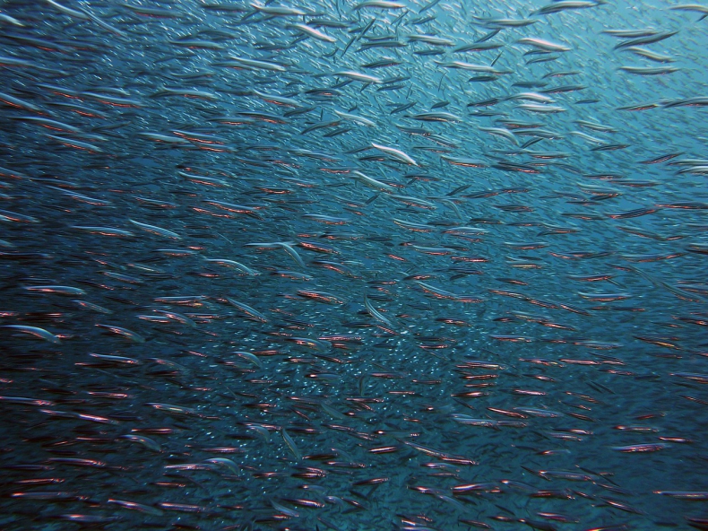Największy na świecie obszar rozrodu ryb odkryto na Antarktydzie - GospodarkaMorska.pl