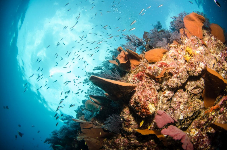 Australia przeznaczy 700 mln dolarów na ochronę Wielkiej Rafy Koralowej - GospodarkaMorska.pl