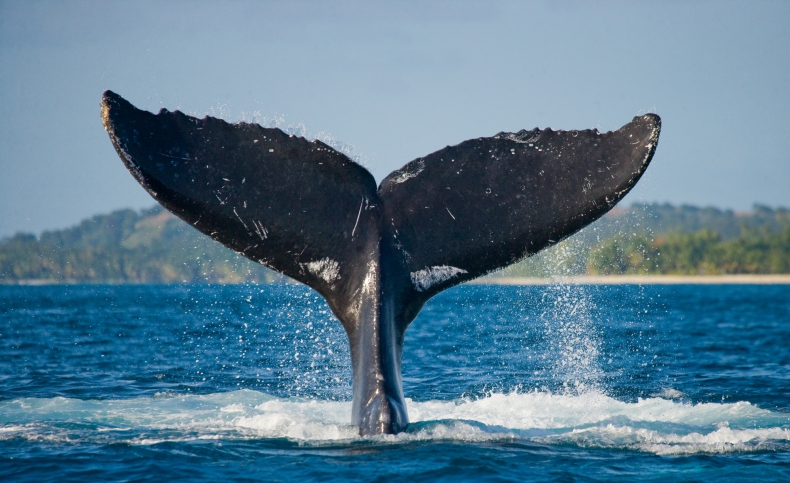Islandia planuje skończyć z połowem wielorybów od 2024 rok - GospodarkaMorska.pl