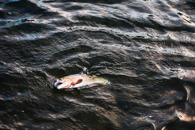 Francja: około 100 tys. martwych ryb wyrzuconych do morza; władze wszczynają śledztwo - GospodarkaMorska.pl