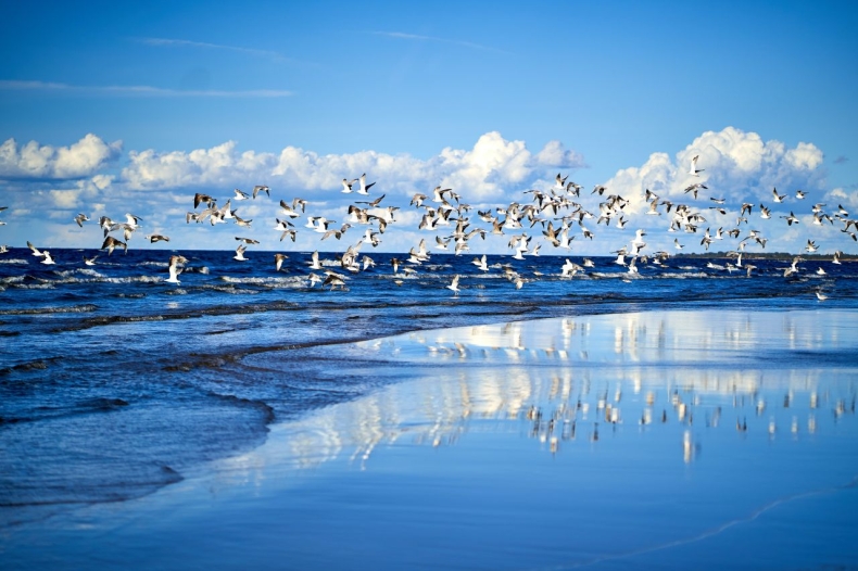 Degradacja Bałtyku postępuje. Nowy plan naprawczy wymaga pilnego wdrożenia  - GospodarkaMorska.pl