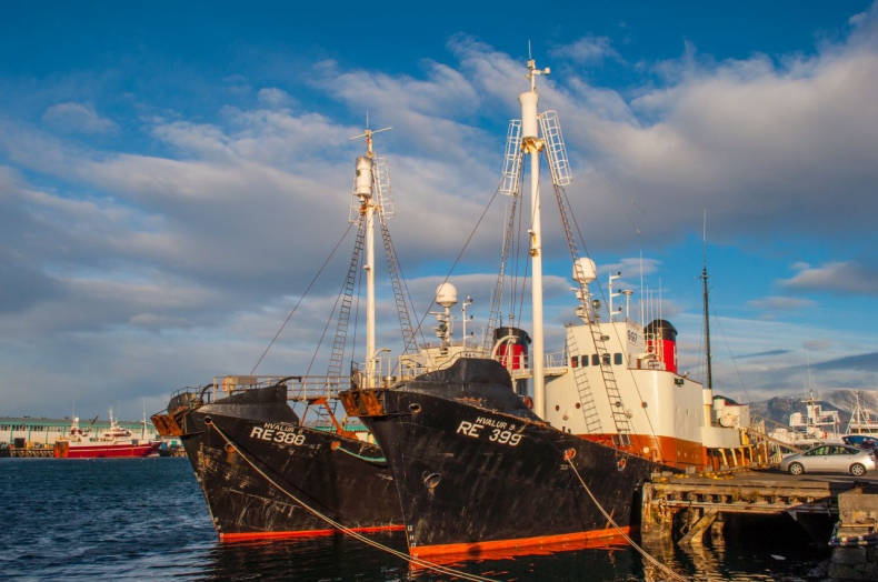Islandia zaprzestaje komercyjnego wielorybnictwa - GospodarkaMorska.pl