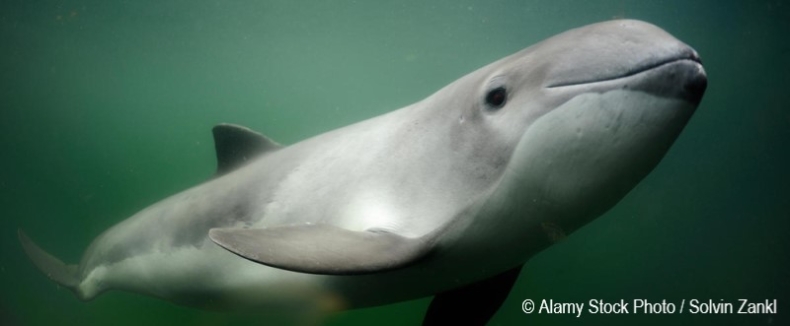 Populacja morświna w Morzu Bałtyckim jest krytycznie zagrożona wyginięciem  - GospodarkaMorska.pl