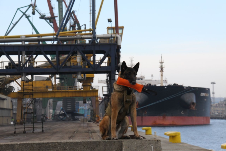 „Cerber”: w Porcie Gdynia ćwiczyły psy służbowe [WIDEO, ZDJĘCIA] - GospodarkaMorska.pl