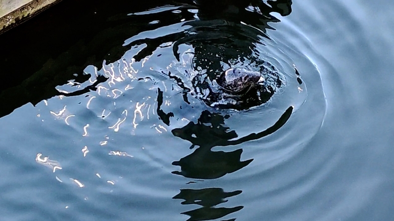 Foka w Motławie w Gdańsku. Ekspert: To zjawisko normalne, choć rzadkie [WIDEO] - GospodarkaMorska.pl