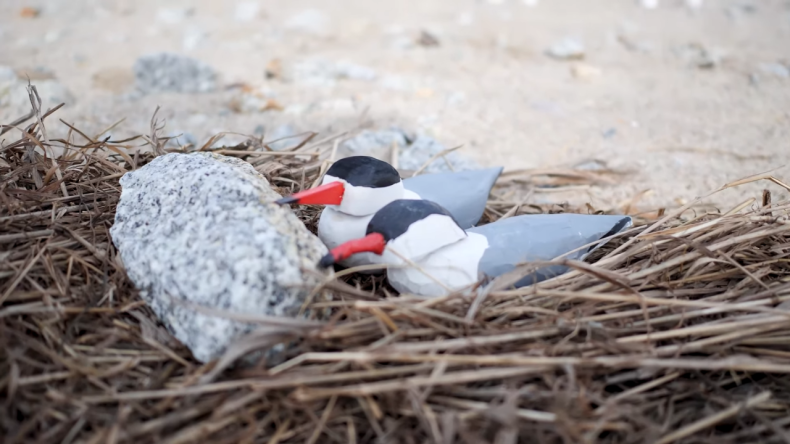 [WIDEO] Port Gdańsk: „bałwanki” zachęcają rybitwy do osiedlenia się na wyspie - GospodarkaMorska.pl