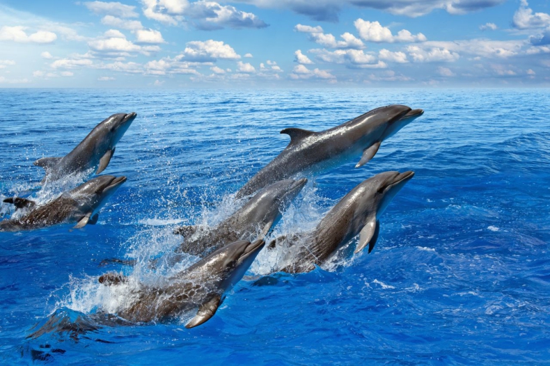 Zmilitaryzowane delfiny użyte przez Rosjan do obrony portu w Sewastopolu - GospodarkaMorska.pl