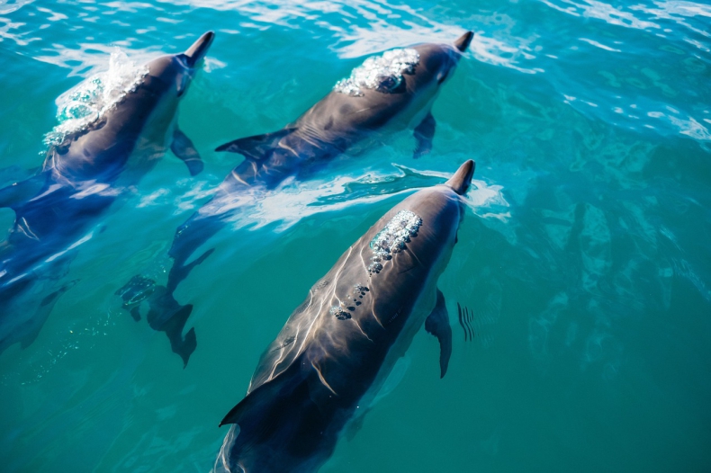 Morze wyrzuca martwe delfiny na brzeg. Jaki to ma związek z wojną w Ukrainie? - GospodarkaMorska.pl