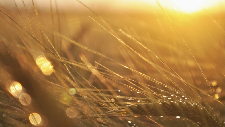 Ardanowski: przez wojnę na Ukrainie w produkcji żywności pojawia się wielka wyrwa - GospodarkaMorska.pl