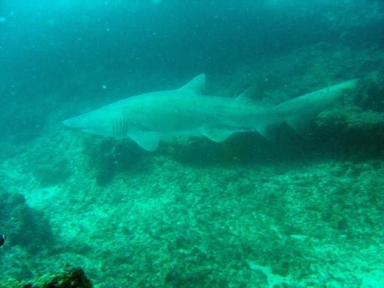 Hiszpania. W delcie rzeki Ulla znaleziono 300-kilogramowego rekina - GospodarkaMorska.pl