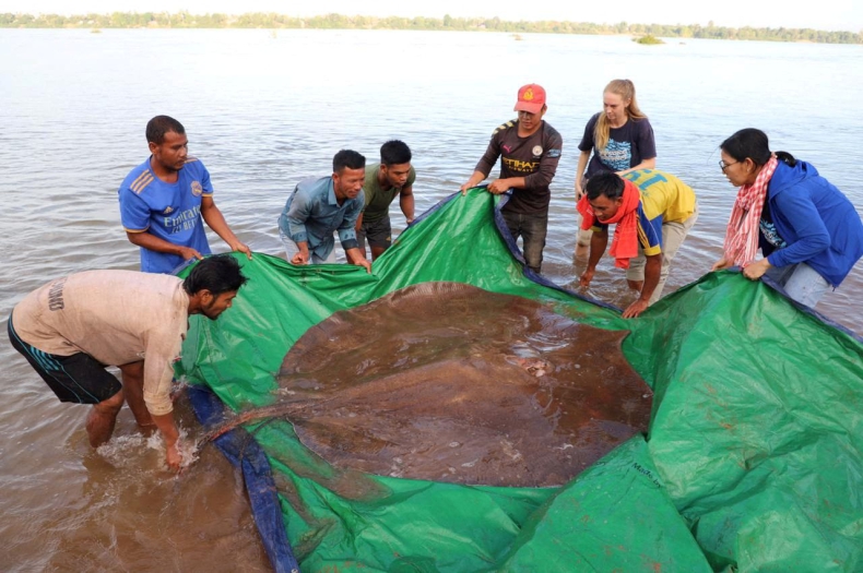 Kambodża. Złowiono największą rybę słodkowodną w historii, na brzeg wniosło ją 12 rybaków - GospodarkaMorska.pl