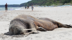 Mors arktyczny nad polskim Bałtykiem. To sensacja i pierwszy taki przypadek w historii