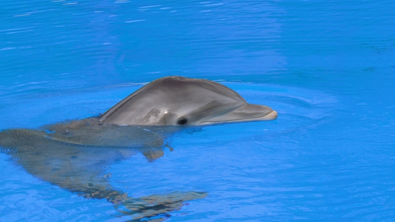 Biolog: co najmniej 3 tys. delfinów zginęło w Morzu Czarnym na skutek wojny - GospodarkaMorska.pl