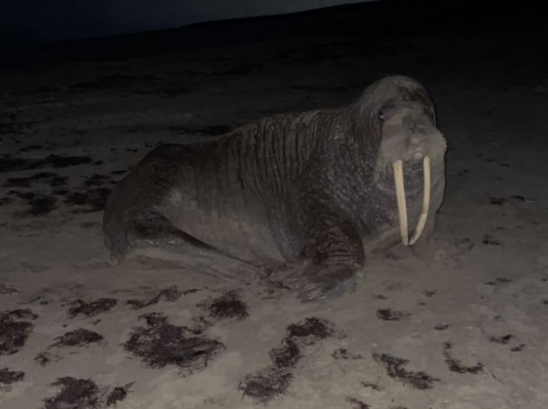 Łotwa. Po raz pierwszy na plaży zaobserwowano morsa; wcześniej mógł być w Polsce - GospodarkaMorska.pl