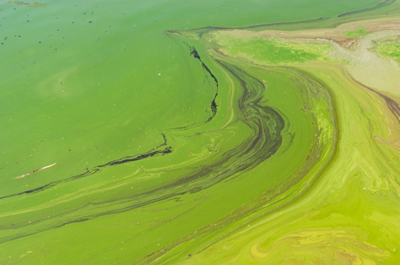 Sinice w morzu. Zamknięto dwa kąpieliska na Mierzei Wiślanej - GospodarkaMorska.pl