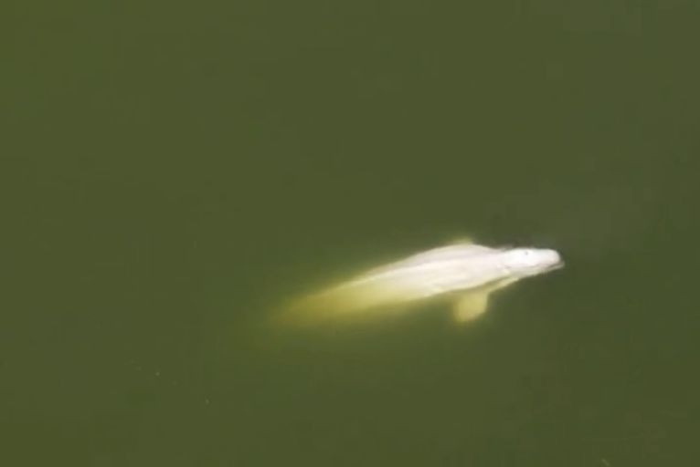 Zagubiona w Sekwanie białucha arktyczna nie ma sił, by powrócić do morza - GospodarkaMorska.pl