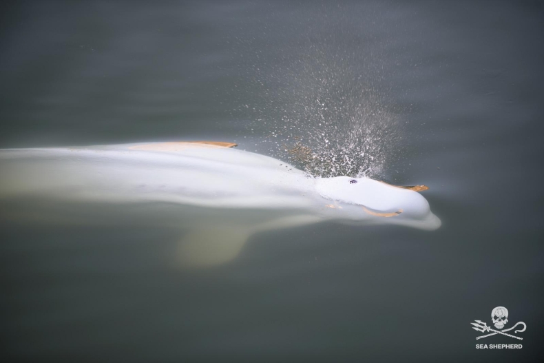 Białucha, która utknęła w Sekwanie, zostanie przeniesiona do śluzy z wodą morską - GospodarkaMorska.pl