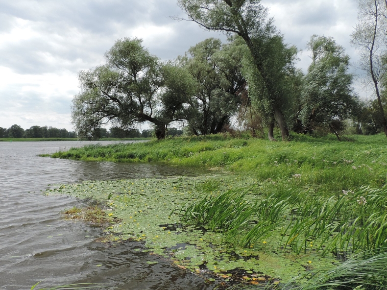 Zachodniopomorskie. Fala zanieczyszczonej Odry dotarła do województwa - GospodarkaMorska.pl